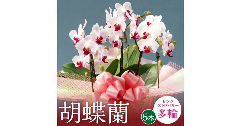 【ふるさと納税】【厳選】胡蝶蘭 ピンクストロベリー 5本立 ピンク色 多輪 花 フラワーギフト コチョウラン 観賞用 贈答用 お祝い コンパクト たんぼのラン屋さん 国産 九州産 福岡県産 糸田町産 送料無料 【2025年3月上旬発送】