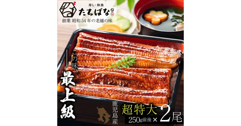 【ふるさと納税】老舗たちばな 鰻蒲焼(250g前後)×2尾 うなぎ 尾頭付 タレ付 鹿児島県産 ウナギ 送料無料 U02-20