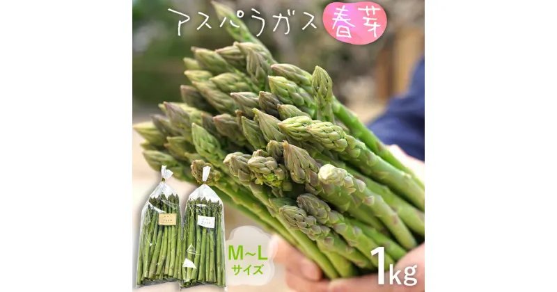 【ふるさと納税】予約受付 アスパラ 春芽 M~Lサイズ 1kg（500g×2） 2025年3月頃より順次発送 野菜 アスパラガス 農家直送 福岡 九州 グルメ お取り寄せ