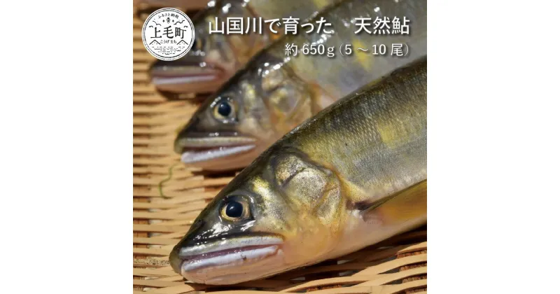 【ふるさと納税】K02702　山国川で育った　天然鮎　約650g（5〜10尾）